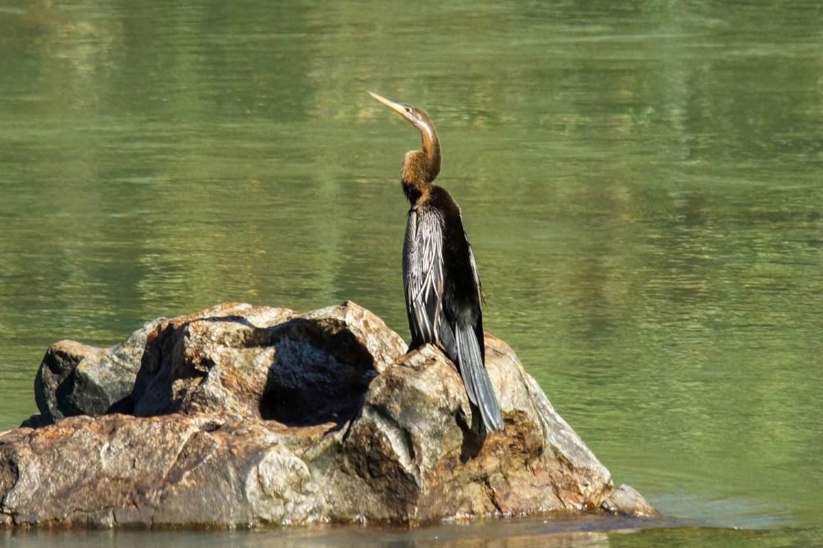 african-darter african-darter